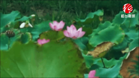 511a60372f184029b4e6351524425dbb.gif