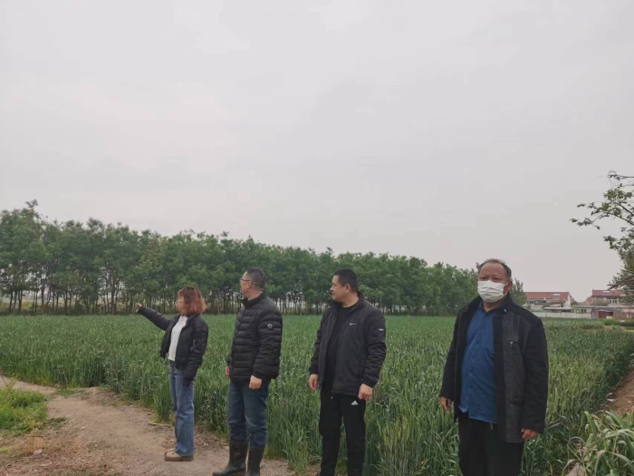 防控美国白蛾 守护桓台春色